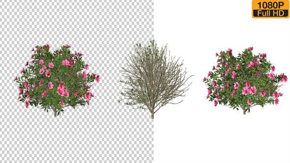 杜鹃花随风生长动画Azalea Flower Growing Animation with Wind